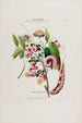 Flore d'Amérique dessinée d'après nature sur les lieux Pl032 - Étienne Denisse — weergave van het kunstwerk