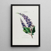Flore d'Amérique dessinée d'après nature sur les lieux Pl038 - Étienne Denisse — ingelijst kunstwerk aan de muur