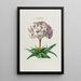Flore d'Amérique dessinée d'après nature sur les lieux Pl041 - Étienne Denisse — ingelijst kunstwerk aan de muur