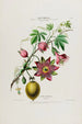 Flore d'Amérique dessinée d'après nature sur les lieux Pl042 - Étienne Denisse — weergave van het kunstwerk
