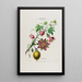 Flore d'Amérique dessinée d'après nature sur les lieux Pl042 - Étienne Denisse — ingelijst kunstwerk aan de muur