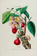 Flore d'Amérique dessinée d'après nature sur les lieux Pl047 - Étienne Denisse — weergave van het kunstwerk