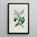 Flore d'Amérique dessinée d'après nature sur les lieux Pl050 - Étienne Denisse — ingelijst kunstwerk aan de muur