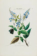 Flore d'Amérique dessinée d'après nature sur les lieux Pl050 - Étienne Denisse — weergave van het kunstwerk