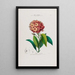 Flore d'Amérique dessinée d'après nature sur les lieux Pl052 - Étienne Denisse — ingelijst kunstwerk aan de muur
