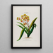 Flore d'Amérique dessinée d'après nature sur les lieux Pl053 - Étienne Denisse — ingelijst kunstwerk aan de muur