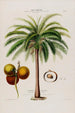Flore d'Amérique dessinée d'après nature sur les lieux Pl065 - Étienne Denisse — weergave van het kunstwerk