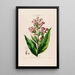 Flore d'Amérique dessinée d'après nature sur les lieux Pl070 - Étienne Denisse — ingelijst kunstwerk aan de muur