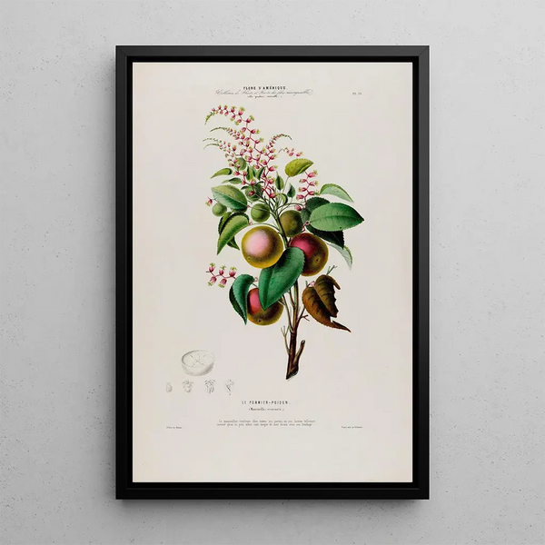Etienne Denisse - Flore dAmerique dessinee dapres nature sur les lieux Pl073.webp