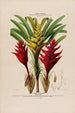 Flore d'Amérique dessinée d'après nature sur les lieux Pl075 - Étienne Denisse — weergave van het kunstwerk