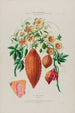 Flore d'Amérique dessinée d'après nature sur les lieux Pl076 - Étienne Denisse — weergave van het kunstwerk
