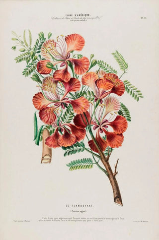 Etienne Denisse - Flore dAmerique dessinee dapres nature sur les lieux Pl077.webp