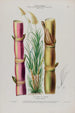 Flore d'Amérique dessinée d'après nature sur les lieux Pl078 - Étienne Denisse — weergave van het kunstwerk