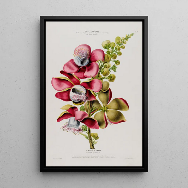 Etienne Denisse - Flore dAmerique dessinee dapres nature sur les lieux Pl079.webp