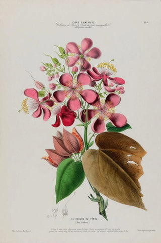 Etienne Denisse - Flore dAmerique dessinee dapres nature sur les lieux Pl081.webp