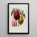 Flore d'Amérique dessinée d'après nature sur les lieux Pl082 - Étienne Denisse — ingelijst kunstwerk aan de muur