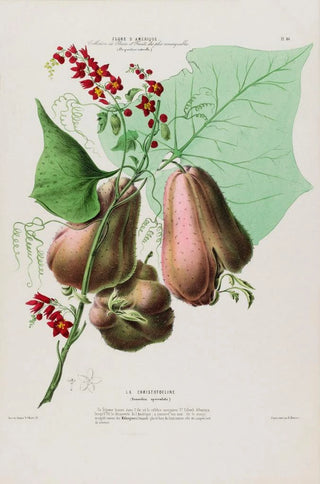 Etienne Denisse - Flore dAmerique dessinee dapres nature sur les lieux Pl086.webp