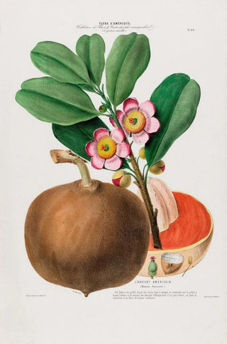 Etienne Denisse - Flore dAmerique dessinee dapres nature sur les lieux Pl088.webp