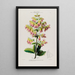 Flore d'Amérique dessinée d'après nature sur les lieux Pl090 - Étienne Denisse | Reproduction — ingelijst kunstwerk aan de muur