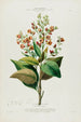 Flore d'Amérique dessinée d'après nature sur les lieux Pl091 - Étienne Denisse — weergave van het kunstwerk