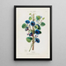 Flore d'Amérique dessinée d'après nature sur les lieux Pl092 - Étienne Denisse — ingelijst kunstwerk aan de muur