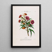 Flore d'Amérique dessinée d'après nature sur les lieux Pl093 - Étienne Denisse — ingelijst kunstwerk aan de muur