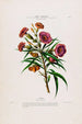 Flore d'Amérique dessinée d'après nature sur les lieux Pl093 - Étienne Denisse — weergave van het kunstwerk