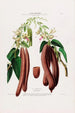 Flore d'Amérique dessinée d'après nature sur les lieux Pl094 - Étienne Denisse — weergave van het kunstwerk