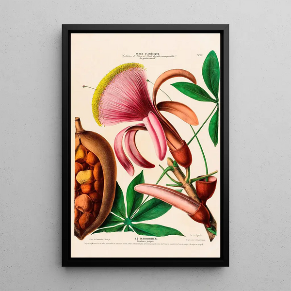 Etienne Denisse - Flore dAmerique dessinee dapres nature sur les lieux Pl097.webp