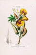 Flore d'Amérique dessinée d'après nature sur les lieux Pl099 - Étienne Denisse — weergave van het kunstwerk