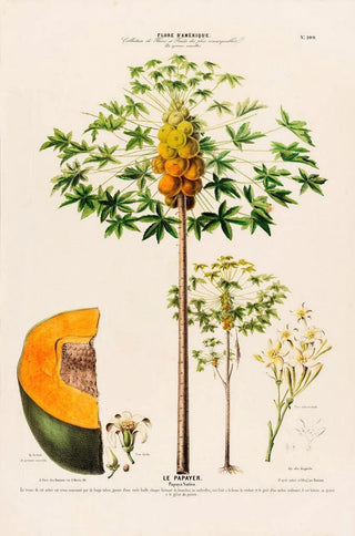 Etienne Denisse - Flore dAmerique dessinee dapres nature sur les lieux Pl100.webp