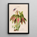 Flore d'Amérique dessinée d'après nature sur les lieux Pl108 - Étienne Denisse — ingelijst kunstwerk aan de muur