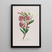 Flore d'Amérique dessinée d'après nature sur les lieux Pl111 - Étienne Denisse — ingelijst kunstwerk aan de muur