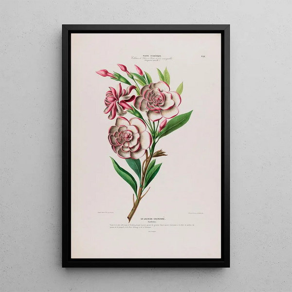 Etienne Denisse - Flore dAmerique dessinee dapres nature sur les lieux Pl111.webp