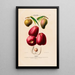 Flore d'Amérique dessinée d'après nature sur les lieux Pl113 - Étienne Denisse — ingelijst kunstwerk aan de muur