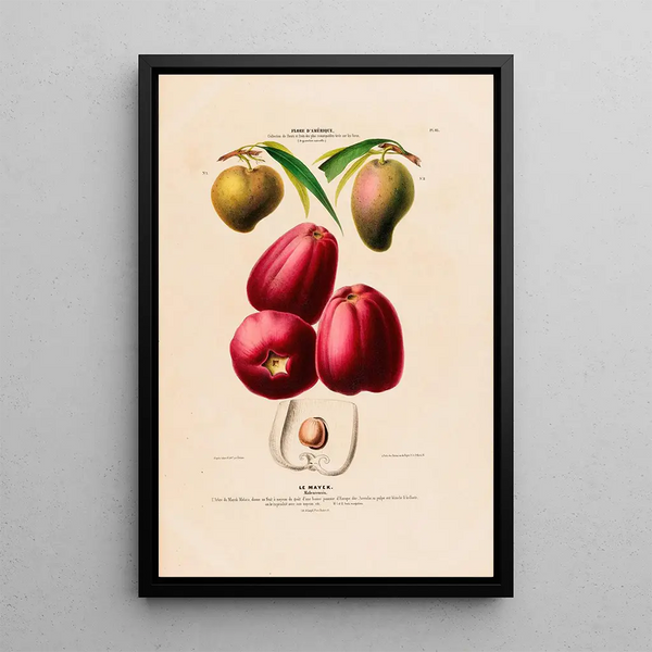 Etienne Denisse - Flore dAmerique dessinee dapres nature sur les lieux Pl113.webp