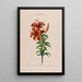 Flore d'Amérique dessinée d'après nature sur les lieux Pl115 - Étienne Denisse — ingelijst kunstwerk aan de muur