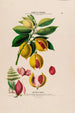 Flore d'Amérique dessinée d'après nature sur les lieux Pl118 - Étienne Denisse — weergave van het kunstwerk