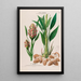 Flore d'Amérique dessinée d'après nature sur les lieux Pl125 - Étienne Denisse — ingelijst kunstwerk aan de muur