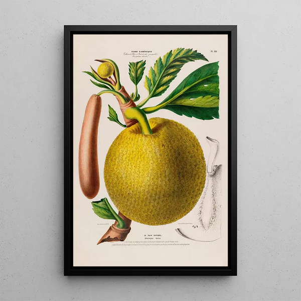 Etienne Denisse - Flore dAmerique dessinee dapres nature sur les lieux Pl129.webp