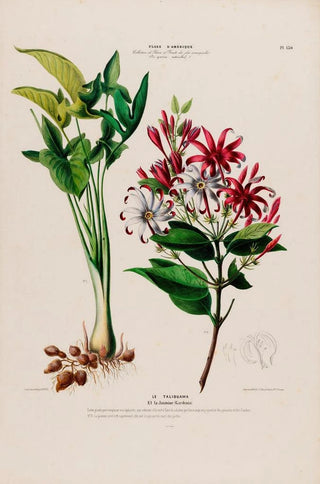 Etienne Denisse - Flore dAmerique dessinee dapres nature sur les lieux Pl130.webp
