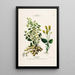 Flore d'Amérique dessinée d'après nature sur les lieux Pl132 - Étienne Denisse — ingelijst kunstwerk aan de muur
