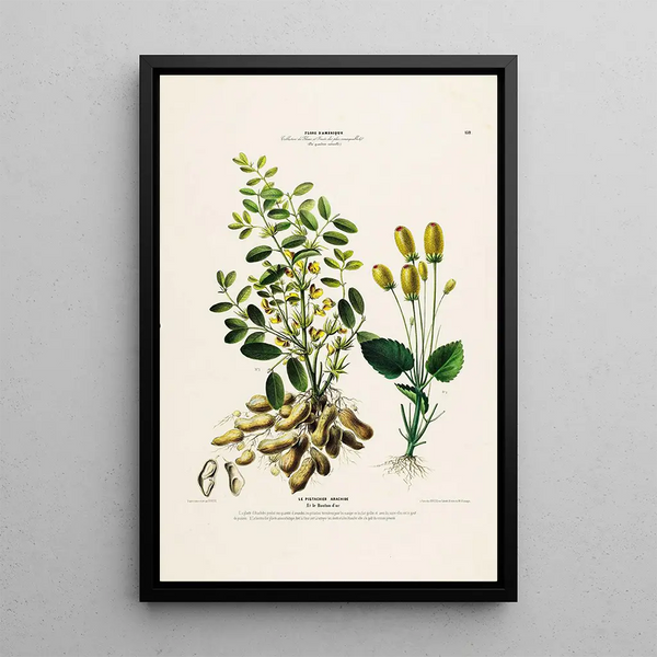 Etienne Denisse - Flore dAmerique dessinee dapres nature sur les lieux Pl132.webp
