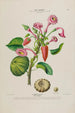 Flore d'Amérique dessinée d'après nature sur les lieux Pl143 - Étienne Denisse — weergave van het kunstwerk