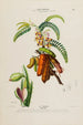 Flore d'Amérique dessinée d'après nature sur les lieux Pl145 - Étienne Denisse — weergave van het kunstwerk