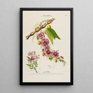 Etienne Denisse - Flore dAmerique dessinee dapres nature sur les lieux Pl146.webp