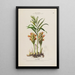 Flore d'Amérique dessinée d'après nature sur les lieux Pl149 - Étienne Denisse — ingelijst kunstwerk aan de muur
