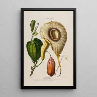 Etienne Denisse - Flore dAmerique dessinee dapres nature sur les lieux Pl150.webp