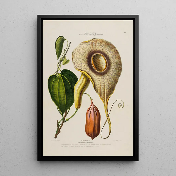 Etienne Denisse - Flore dAmerique dessinee dapres nature sur les lieux Pl150.webp