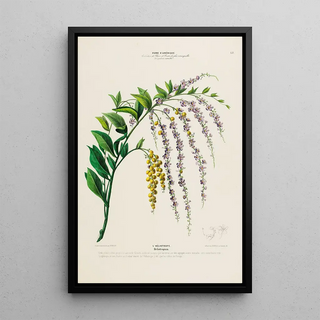 Etienne Denisse - Flore dAmerique dessinee dapres nature sur les lieux Pl151.webp